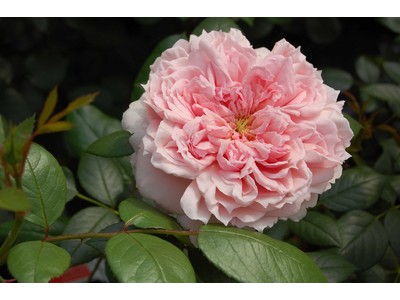 Rosa