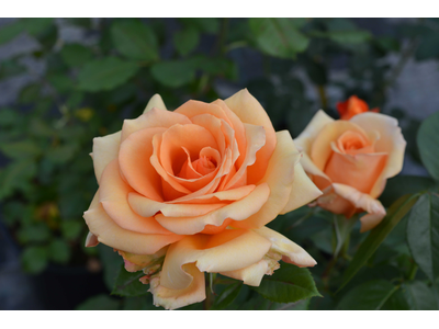 Rosa