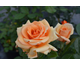 Rosa Simply the Best