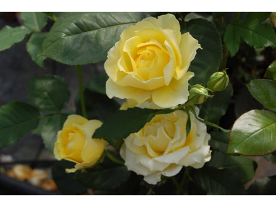 Rosa