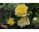 Rosa Smooth Buttercup