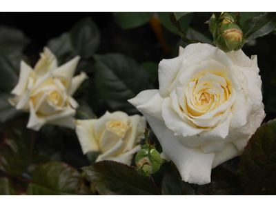 Rosa