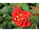 Rosa Snazzee