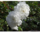 Rosa Snow Ballet