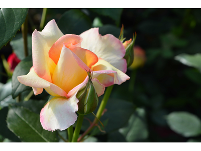 Rosa