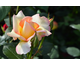 Rosa Solitaire