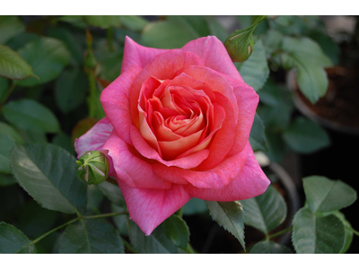 Rosa