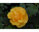 Rosa St. Christopher