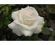 Rosa Sugar Moon