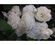 Rosa Summer Palace