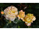 Rosa Sunny Abundance