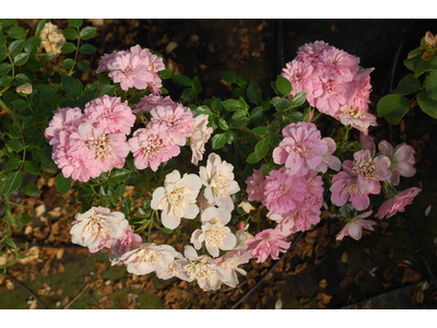 Rosa
