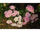 Rosa Sweet Knirps