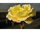 Rosa Sweet Remembrance