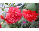 Rosa The Corps Rose