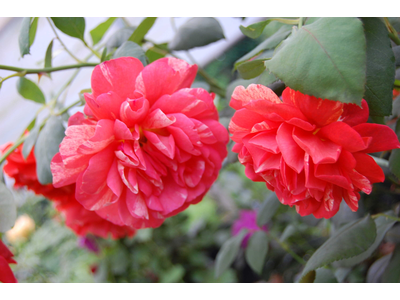 Rosa