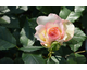Rosa The Feminine Touch