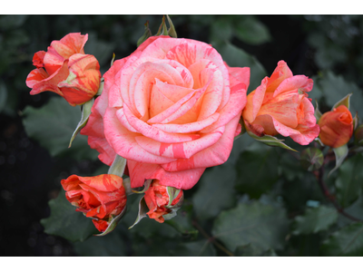 Rosa