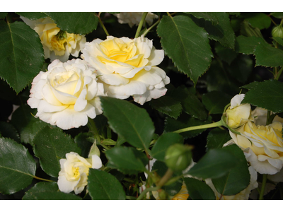 Rosa