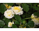Rosa The Sun and The Heart