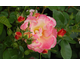 Rosa Tzigane