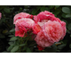 Rosa Uptown Girl