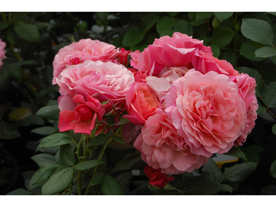 Rosa