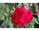 Rosa Velvet Fragrance