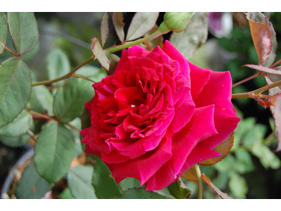 Rosa