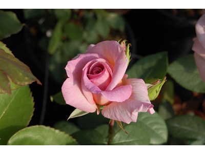 Rosa