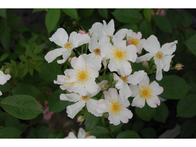Rosa