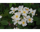 Rosa White Crystal