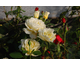 Rosa White Liquorice