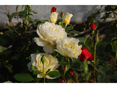 Rosa