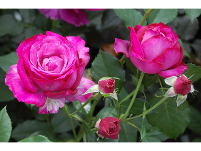 Rosa