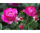 Rosa Wild Blue Yonder