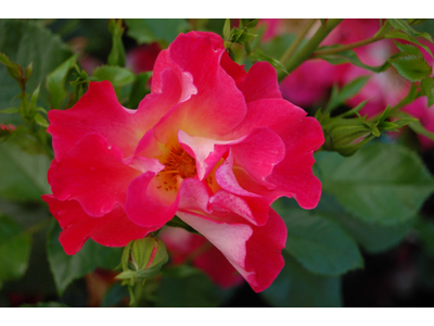 Rosa