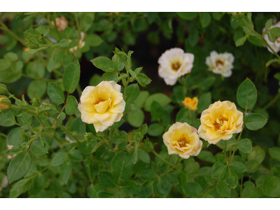 Rosa