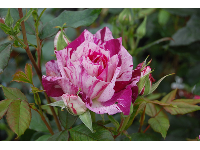 Rosa