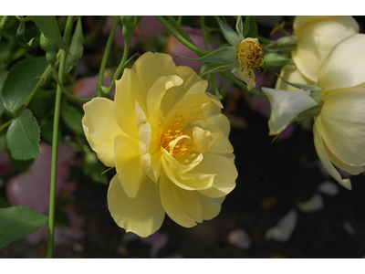 Rosa