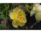 Rosa Austin's Buttercup
