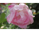 Rosa Austin's Windflower