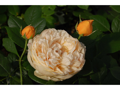 Rosa