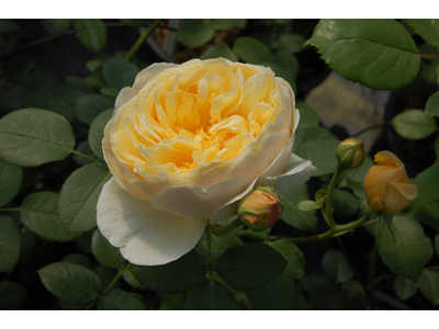 Rosa