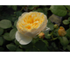 Rosa Charlotte