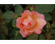 Rosa Fighting Temeraire