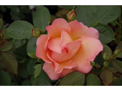 Rosa