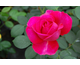 Rosa Heathcliff