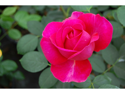 Rosa