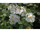 Rosa Kew Gardens